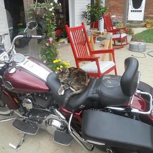 Meet your Posher, Tony